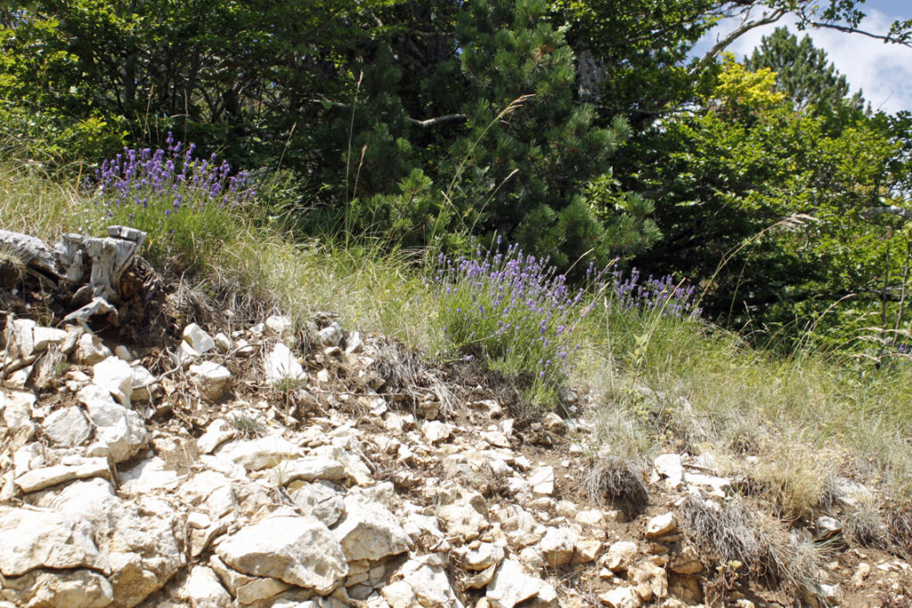 Mont Ventoux s divokou levandulí