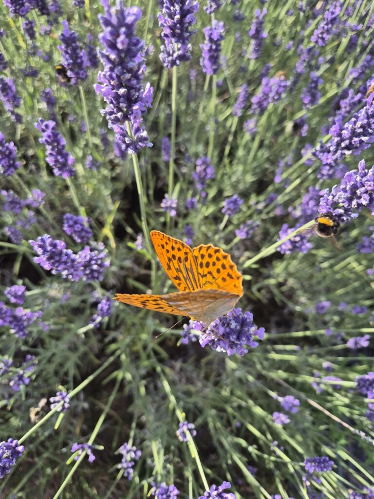motyl11